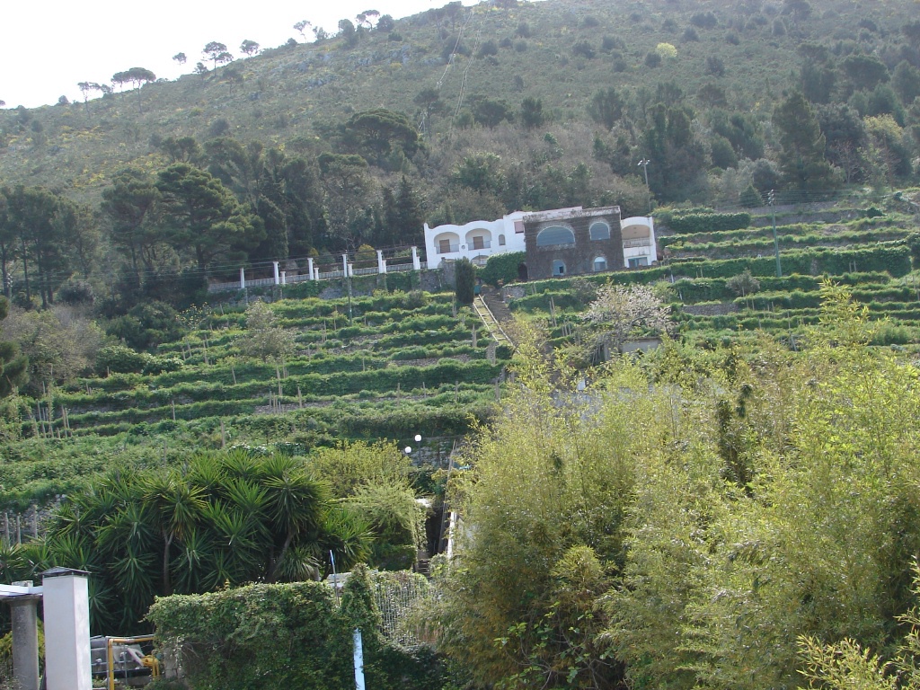 Gardens are terraced.jpg
